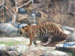 satu-ekor-harimau-yang-berada-di-dalam-kawasan-taman-margasatwa.jpg