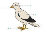tabel-bagian-tubuh-burung-merpati-dan-fungsinya-paruh-sayap-ekor-cakar-mata.jpg