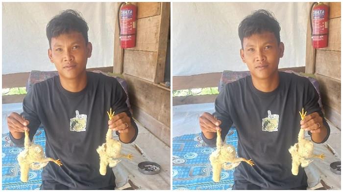 Peternak Ayam di Lahat Keluhkan Listrik Sering Padam, Sebabkan Bibit Ayam Mati