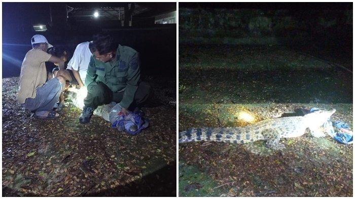 BKSDA Tangkap Buaya yang Resahkan Warga Desa Sungai Dua Rambutan, Sering Terlihat Melintas di Jalan