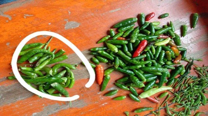 Harga Cabai Mahal, Oknum Pedagang di Pagaralam Campur Cabai Hijau ke Cabai Rawit