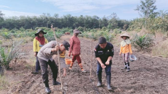 Dukung Program Ketahanan Pangan, Polsek Gelumbang Muara Enim Tanam Jagung Bersama Masyarakat