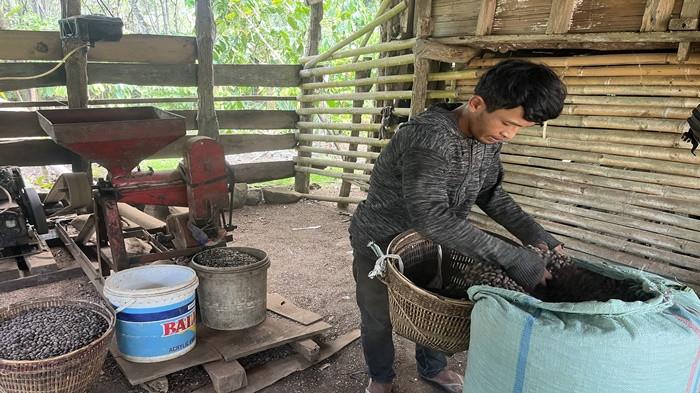 Harga Kopi di Empat Lawang Terjun Bebas Kini Tinggal Rp 45 Ribu, Petani Menjerit saat Panen Raya