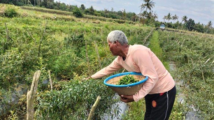 Update Harga Cabai Hari Ini, Selasa 20 Juni 2023 di Musi Rawas, Masih Stabil dan Tak Ada yang Naik
