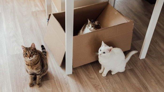 Selain Nyaman dan Strategis, Berikut 6 Alasan Kucing Menyukai Kotak Kardus