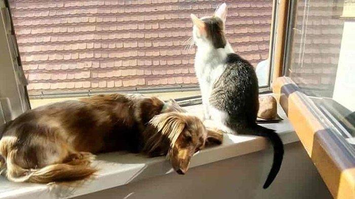 Salah Paham, Ternyata Ada 6 Penyebab Kucing dan Anjing Jarang Akur, Khususnya Insting Bertahan Hidup