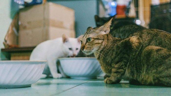 Stop Kebiasaan Berikan Tulang Ikan pada Kucing Liar atau Peliharaan, Ini Bahayanya!