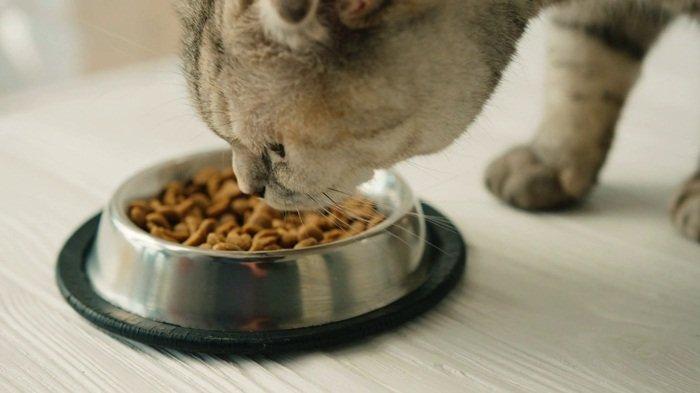 Kenapa Kucing Selalu Merasa Lapar Padahal Sudah Diberi Makanan ?