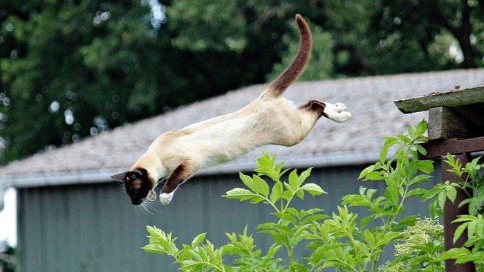 Dijuluki 9 Nyawa, Berikut 4 Rahasia Kucing Dapat Melompat dari Ketinggian dengan Selamat