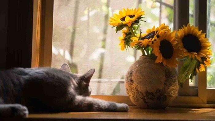 3 Penyebab Kucing Menghabiskan Sebagian Besar Waktunya untuk Tidur, Faktor Cuaca Juga Ikut Andil