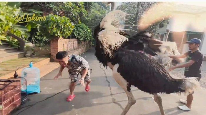 Terlihat Jinak, Irfan Hakim Kaget Diserang Hewan Peliharaan, Baju Sampai Robek hingga Luka Memar