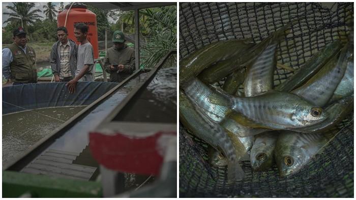 Atasi Limbah Budidaya Ikan, Kilang Pertamina Plaju Hadirkan Inovasi IMTA untuk Warga Pesisir Musi