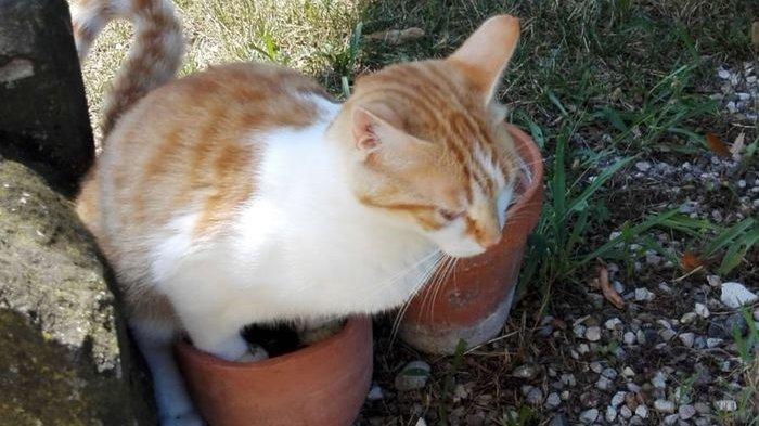 KESAL Selalu Datang ke Rumah, Ini 6 Cara Usir Kucing Liar, Gunakan Taktik ini