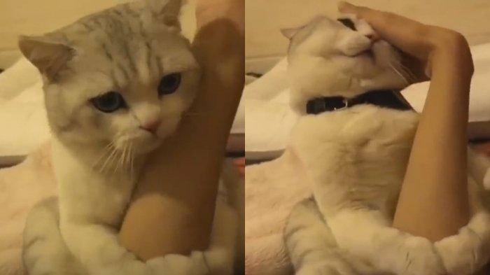 Kiat Membuat Kucing Lebih Bersahabat dan Menyenangkan, yang ke Empat Pakai Aroma Khas