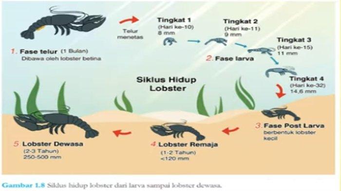 Kunci Jawaban IPA Kelas 9 SMP Halaman 13 Kurikulum Merdeka, Ayo Amati Aktivitas 1.3