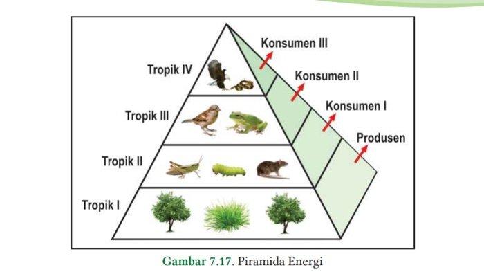Kunci Jawaban IPA Kelas 10 SMA Halaman 173 Semester 2 Kurikulum Merdeka, Soal Ayo Berlatih Bab 7