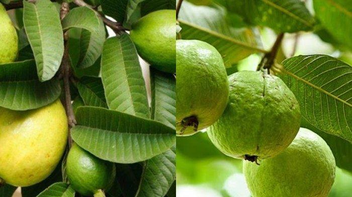 Manfaat Daun Jambu Biji, Bisa Obati 15 Penyakit Berbahaya, Termasuk Cegah Kolesterol Jahat