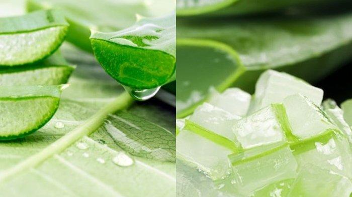 Manfaat Lidah Buaya, Bisa Obati 9 Penyakit Berbahaya, Termasuk Meredakan Gatal dan Ruam Kronis