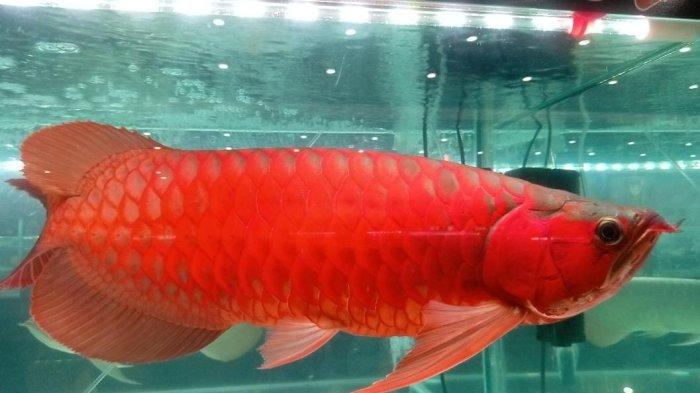 Melihat Ikan Arwana di Palembang Seharga Mobil Pajero, Sang Juara Kompetisi Sriwijaya