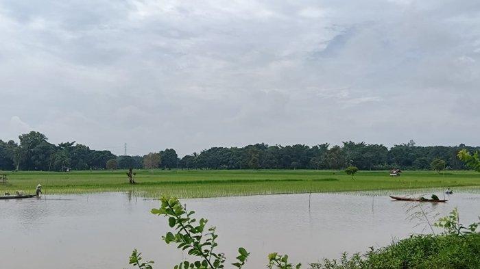 Tampak dari kejauhan Sudarsono (56), menanam padi hamparan air rawa lebak Desa Awal Terusan, Kecamatan Sirah Pulau (SP) Padang, Kabupaten Ogan Komering Ilir (OKI), Sumatera Selatan (Sumsel), Sabtu (16/5/2026).