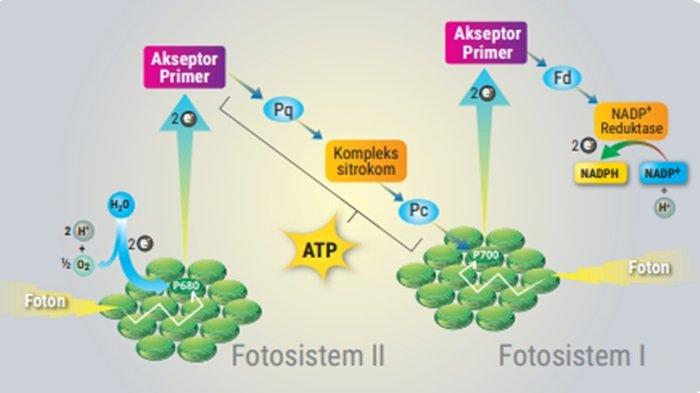 Prediksi Soal Beserta Kunci Jawaban Biologi Kelas 12 SMA/MA, Soal PAS/UAS Terbaru Semester Ganjil