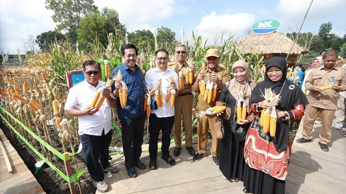 Optimalkan Lahan Rawa, Sumsel Kembangkan Padi Apung untuk Ketahanan Pangan - Panen-Jagung-2.jpg