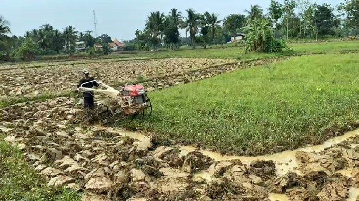 Petani PALI Sumsel Mulai Bajak Sawah, Hasil Produksi Meningkat Berkat Padi Organik Binaan Pertamina