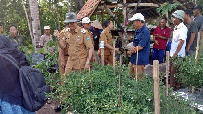 Tekan Inflasi, Pj Bupati OKU Sumsel Dorong Kelompok Tani Cabai Tetap Survive