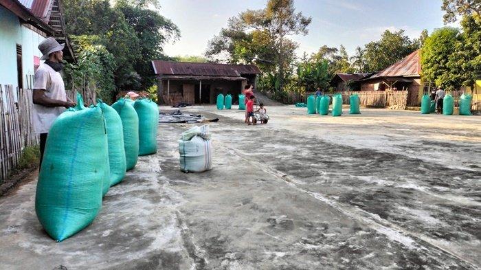 Harga Beras di Tingkat Petani Musi Rawas Rp 11 Ribu per Kilogram, Penggilingan Padi Mulai Sepi