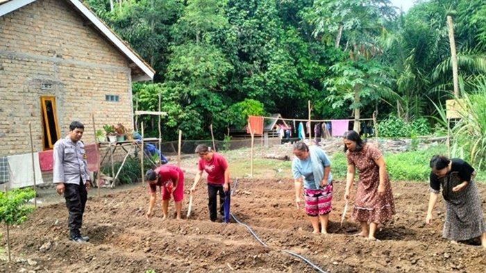 Bhabinkamtibmas Polsek Tanjung Agung Dorong Ketahanan Pangan di Desa Percontohan