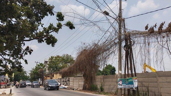Tiang Listrik dan Kabel Provider Dipenuhi Rumput Kering, Berpotensi Terbakar