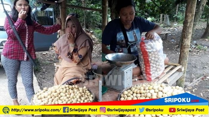 Buah Duku Banjir di OKU Selatan, tapi Pedagang Jual dengan Harga Tinggi. Ini Penyebabnya