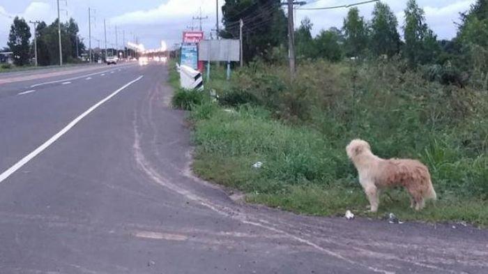 Cerita Serial Mawar Mewangi (4) : Terjatuh di Pingggir Jalan