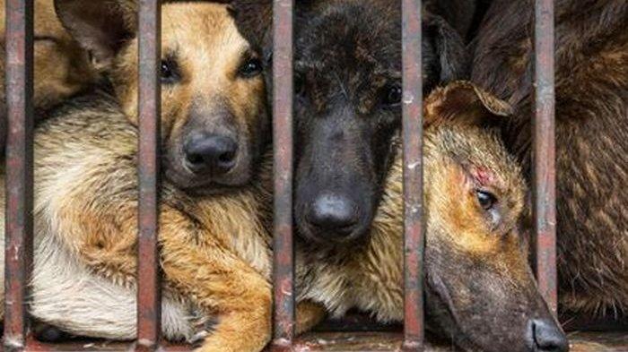 Orang China Masih Nekat Tradisi Makan Anjing yang Direbus Hidup-hidup, Tak Peduli Dikecam Dunia