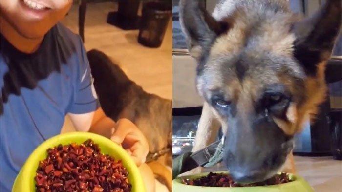 Miris! Anjing Ini Nangis Gegara Dipaksa Makan Pedas, Pemilik Malah Berdalih Hewan Itu Menikmatinya