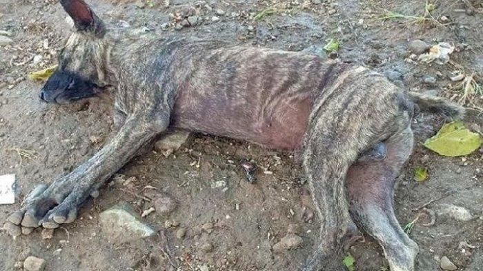 Kasihan! Setelah Tsunami Mendera, Anjing-anjing di Ujung Kulon Kurus Kering Kelaparan Tak Terurus