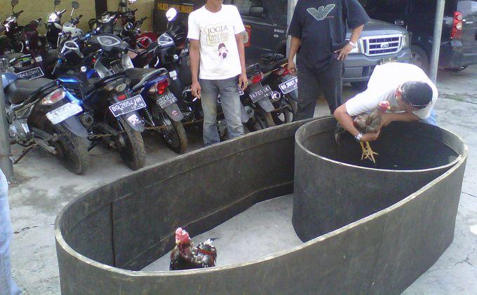 Gerebek Penyabung Ayam, Polisi