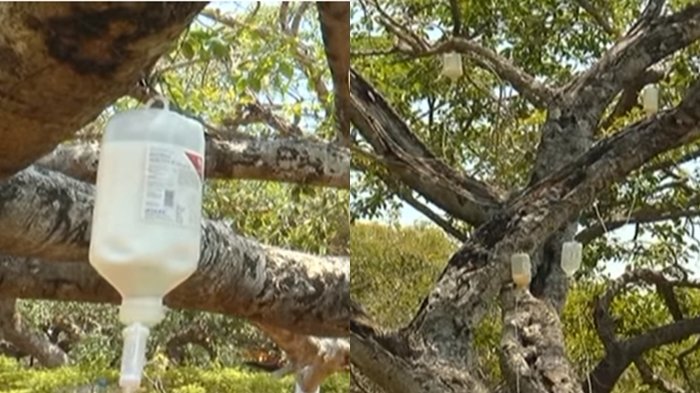 Pohon Berusia 700 Tahun Hampir Mati Dimakan Rayap, Begini Cara Aneh Merawatnya Agar Tetap Hidup