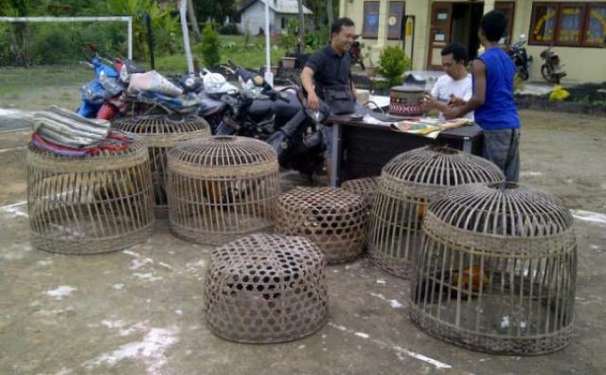 Polsek Makartijaya Bongkar Judi Sabung Ayam