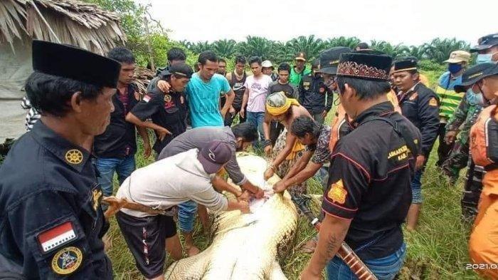 SAAT PERUT Buaya Dibelah, Keluar Jasad Bocah 8 Tahun Masih Utuh, Tewas Diterkam di Sungai