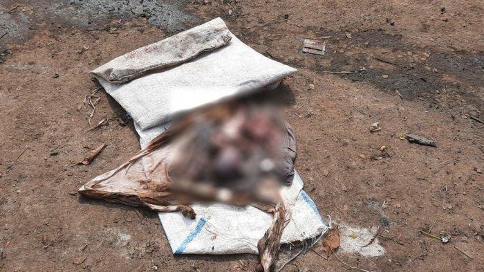 Sungguh Orangtua Biadab, Bayi Berusia Enam Bulan Dibuang di Tempat Sampah Perumahan