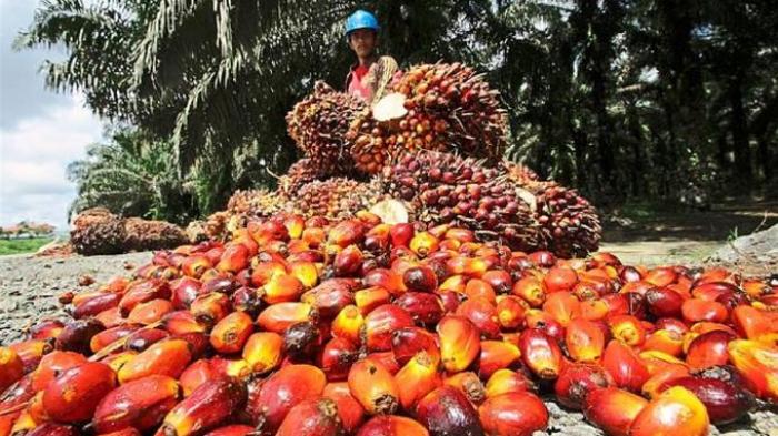 ITB Temukan Katalis Bahan Bakar Ramah Lingkungan Setara Solar atau Pertamax Berbasis Sawit