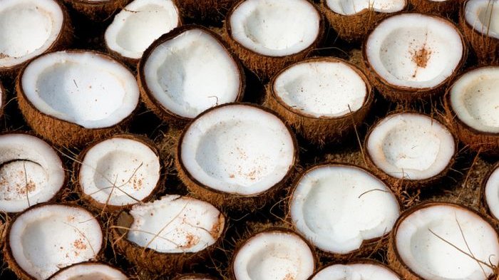 Peringatan untuk Pria, Jangan Masukan 'Burungmu' ke Kelapa Jika tidak Mau Seperti Cerita Ini