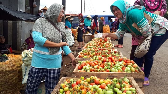 Harga Beberapa Jenis Komoditi Sayur di Pagaralam Sumatera Selatan Anjlok
