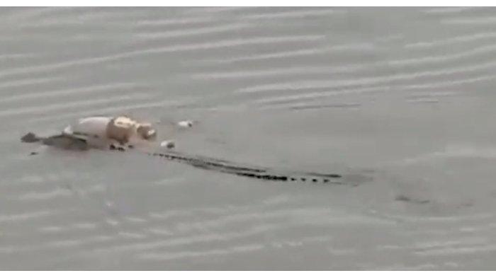 Kronologi Video Viral Jasad Seorang Anak Dibawa Seekor Buaya di Muara Jawa, Kalimantan Timur