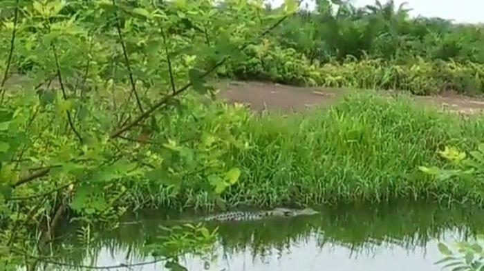 Jika Anda Hobi Memancing di Kawasan Sungai Rengit Banyuasin, Waspadalah! Buaya Sering Muncul