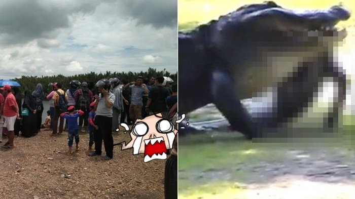 Heboh! Video Detik-detik Pawang Buaya Diterkam Buaya Karena Kesalahan Ini, Sampai Diseret Begini