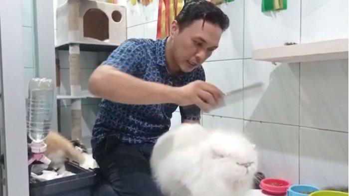 Berawal dari Hobi Pria di Palembang Bisa Raup Untung Puluhan Juta Rupiah atas Breeding Kucing Persia