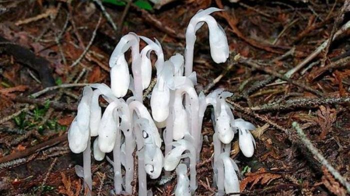 Disebut Bunga Kematian, Ternyata Ada Fakta Mengerikan jika Disentuh. Bisa Berakibat Ini