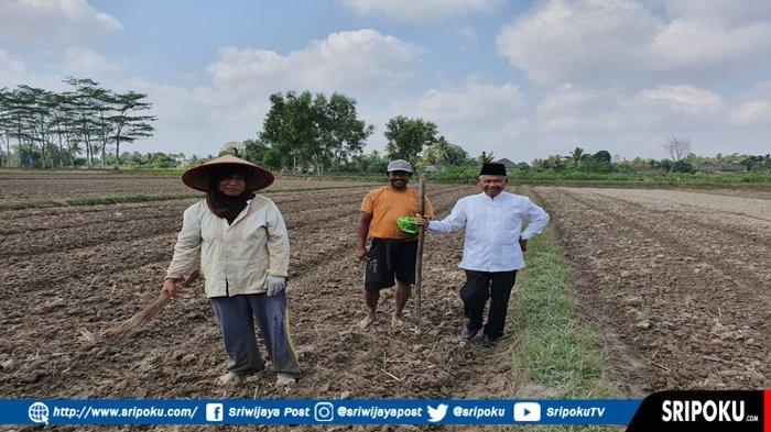 Lahan Sawah Diserang Hama, Bupati OKU Timur H Kholid MD Turun Langsung dan Berikan Solusi ke Petani